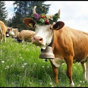 Meet your Posher, Dawn